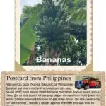 A postcard from philippines with an image of bananas.