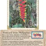 A postcard from philippines with an image of a flower.