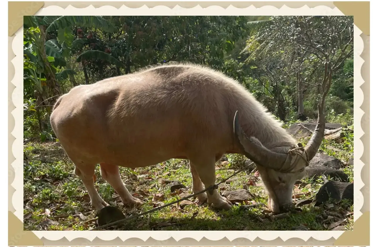 Water buffalo grazing in a green field.