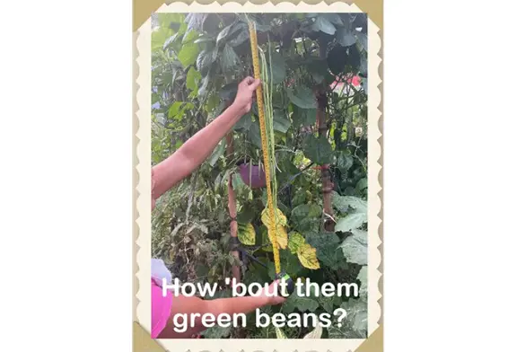 Person holding green beans in garden.