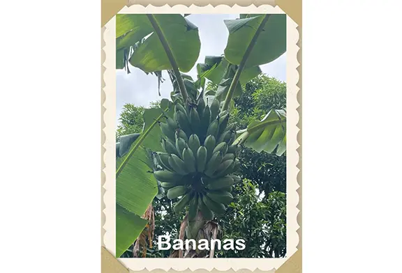 Bunch of green bananas on a tree.