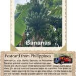 A postcard from philippines with an image of bananas.