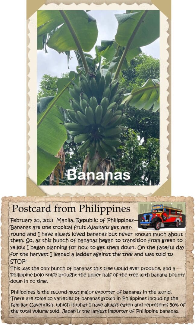 A postcard from philippines with an image of bananas.