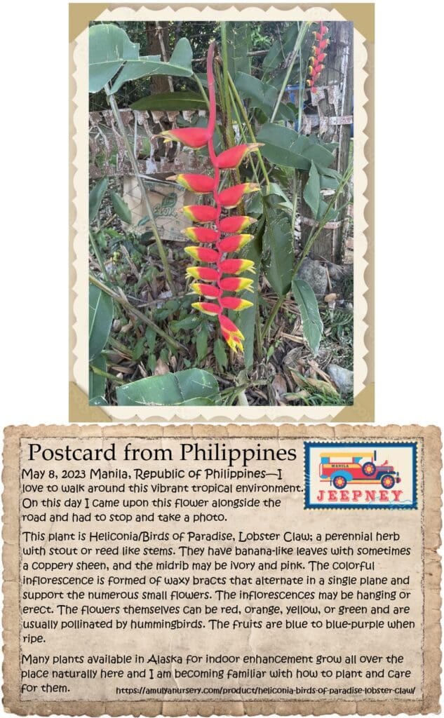 A postcard from philippines with an image of a flower.