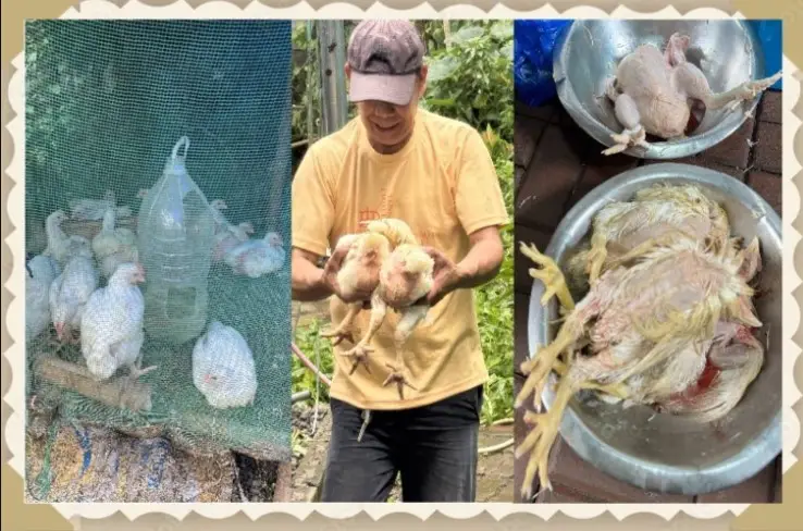 A collage of photos with a man holding a chicken.